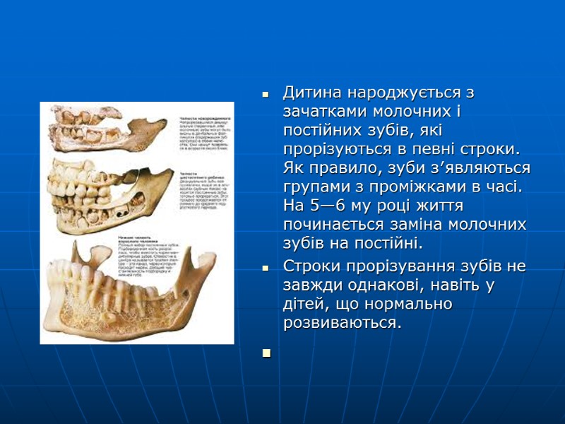 Дитина народжується з зачатками молочних і постійних зубів, які прорізуються в певні строки. Як